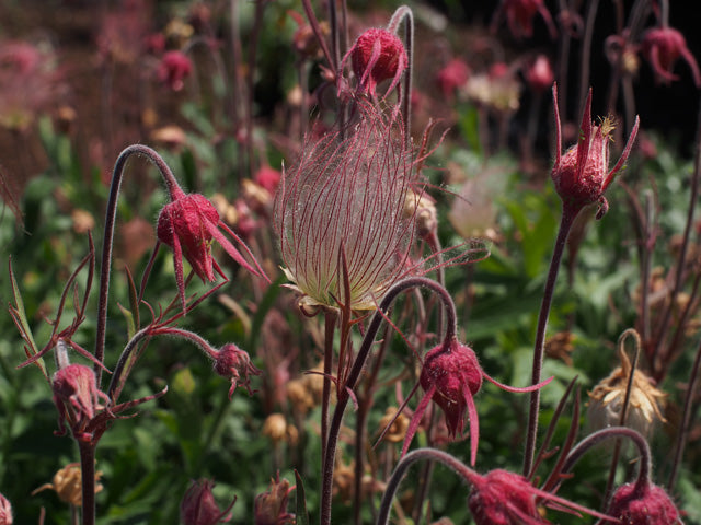 prairie-