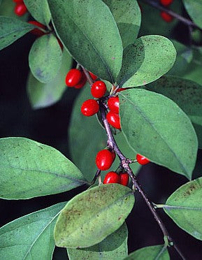 Spicebush - Lindera benzoin