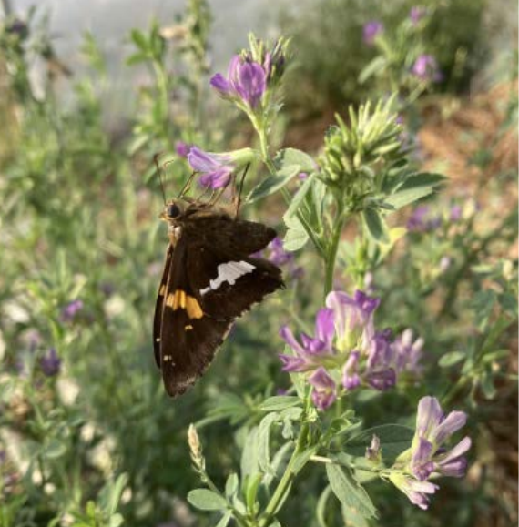 Garden Kit - Butterfly