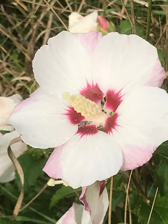 Rose Mallow (Hibiscus moscheutos)