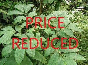 Bitternut Hickory - size & price reduction!