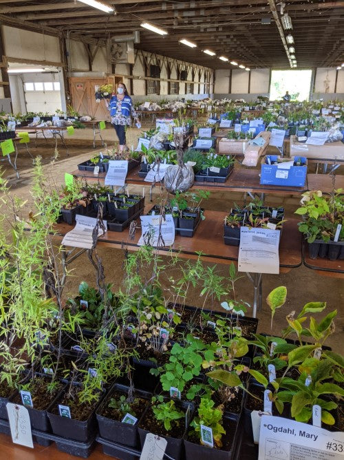 Fall Tree & Native Plant Sale - Opens August 5th!