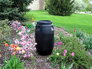 Get 2 Free Native Plants when you order Rain Barrels! Ended 8/30