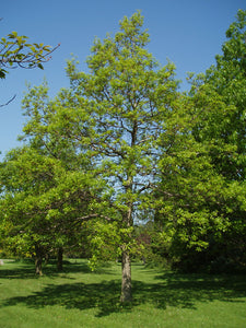 Chinquapin Oak (Quercus muehlenbergii)