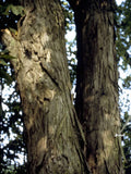 Shagbark Hickory