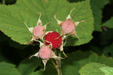 Photo by Wikimedia Commons