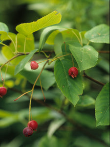 Alleghany Serviceberry