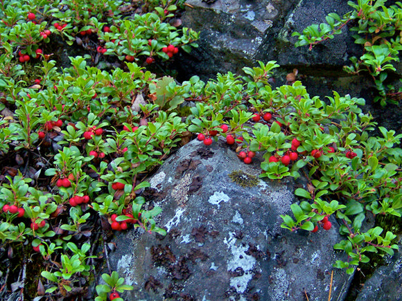 Bearberry (Arctostaphylos uvar-ursi)