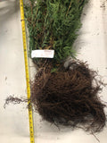 White Cedar - bundle of 10 transplants 12-18" *current sale size may vary