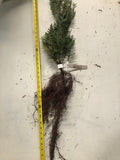 White Cedar - single transplant 12-18" *current sale size may vary