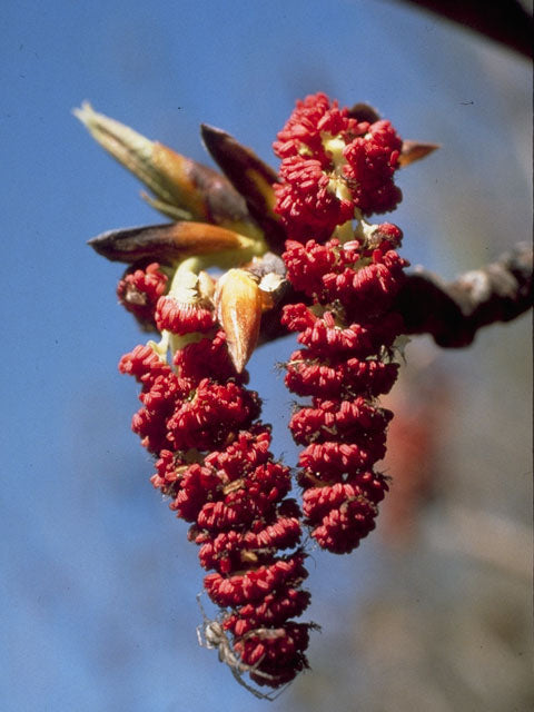 Courtesy Phyllis Weyand, Lady Bird Johnson Wildflower Center.