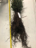 Black Hills Spruce - bundle of 10 transplants