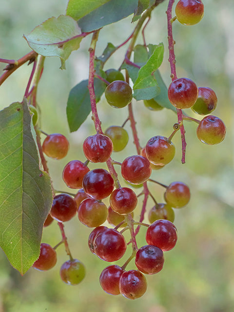 Courtesy Tom Lebsack, Lady Bird Johnson Wildflower Center.
