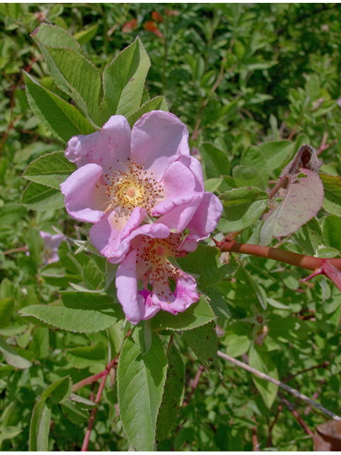 Courtesy Stephanie Brundage, Lady Bird Johnson Wildflower Center.