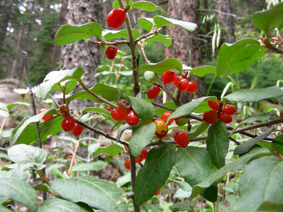 Courtesy Eric Beckers, Lady Bird Johnson Wildlfower Center.