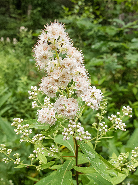 Courtesy Stephanie Brundage, Lady Bird Johnson Wildflower Center.