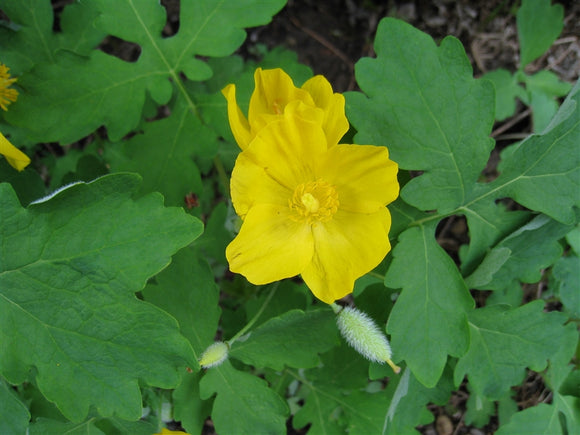 Wood Poppy - B. S. Walters - https://michiganflora.net/species.aspx?id=1902