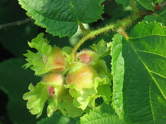 American Hazelnut - Superior National Forest, CC BY 2.0, via Wikimedia Commons
