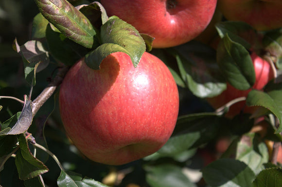 Honeycrisp Apple 'Royal Red'