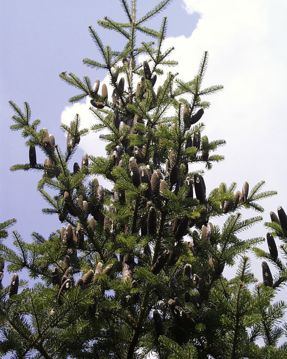 Balsam Fir Transplant