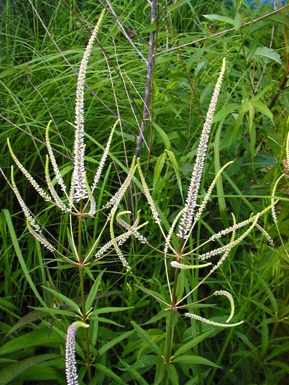 Culver's root (Veronicastrum virginicum)