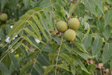 Black walnut - Ryan Hodnett, CC BY-SA 4.0, via Wikimedia Commons