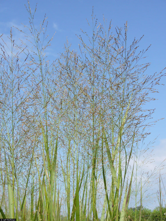 Switch grass (Panicum virgatum)
