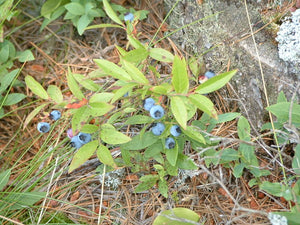 Lowbush Blueberry (Vaccinium angustifolium)