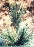 White Pine Transplant