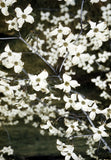 White Flowering Dogwood