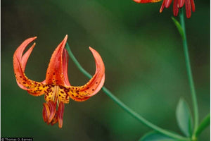 Michigan Lily (Lilium michiganense)