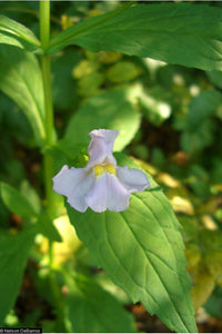 Monkey-Flower (Mimulus ringens)