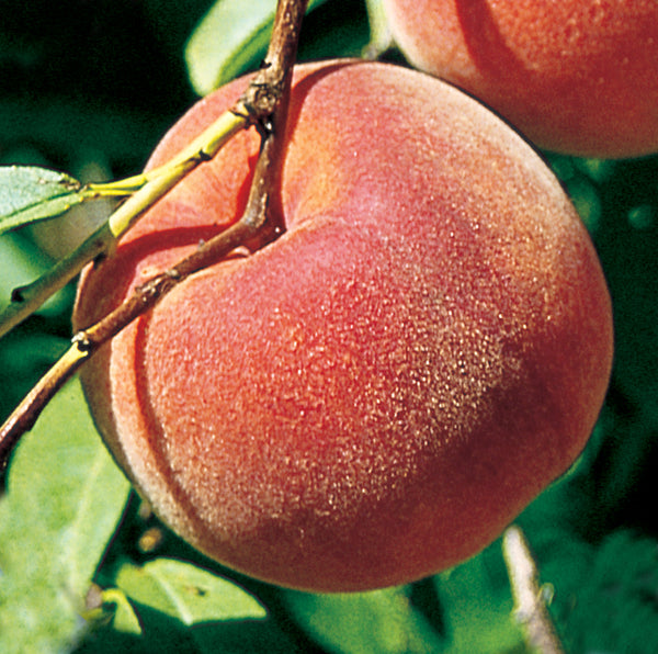 peach-Blazingstar_grande.jpg?v