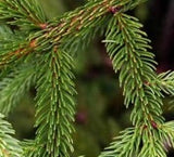 Norway Spruce Seedling