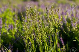 Sweet grass (Hierochloe odoratum)