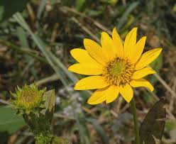 Western sunflower (Helianthus occidentalis)