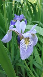 Wild Blue Iris (Iris versicolor)