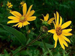 Woodland sunflower (Helianthus divaricatus)